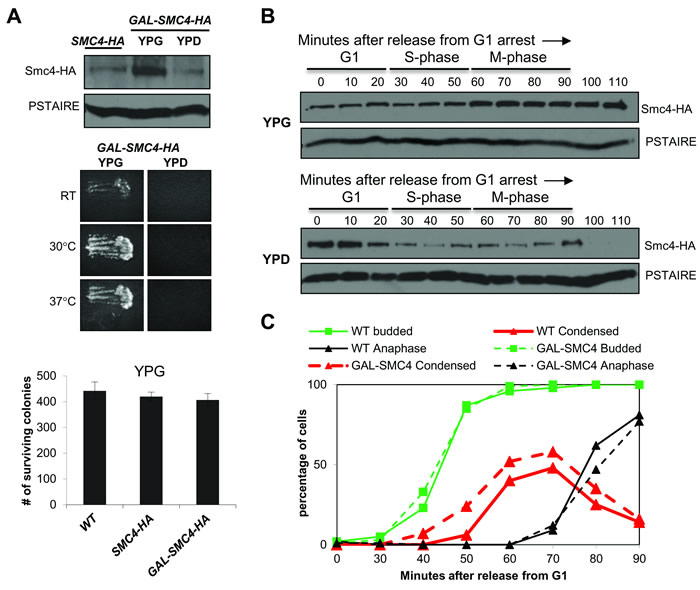 Smc4 protein is degraded in mitosis.