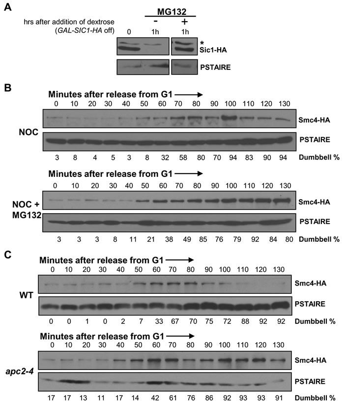 Smc4 protein degradation requires APC/C ubiquitin ligase.