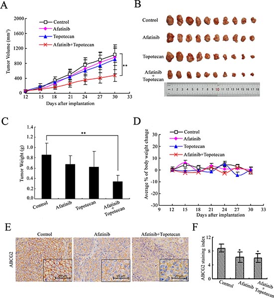 Afatinib potentiated the anticancer activity of topotecan in the H460/MX20 cell xenograft tumors.