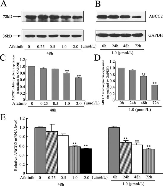 Effect of afatinib on the expression of ABCG2.