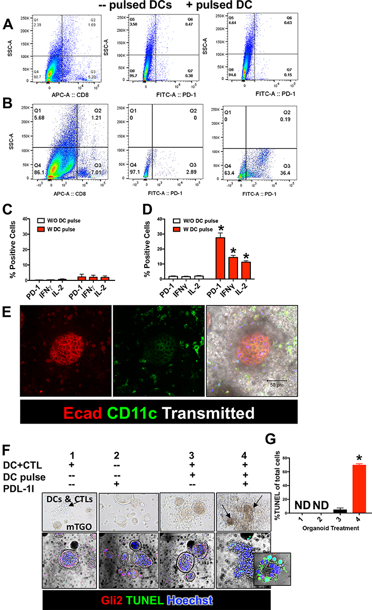 Secreted tumor antigen induces PD-1 expression in cytotoxic T lymphocytes (CTLs) and induce mTGO apoptosis when treated with PD-L1I.