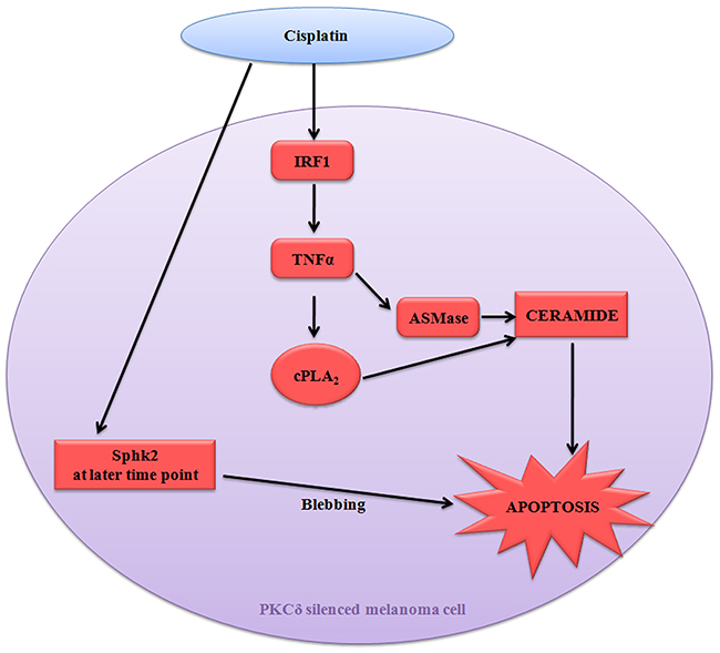 Diagrammatic representation of cisplatin mediated apoptosis of B16F10 melanoma cells in PKC&#x03B4; independent manner.