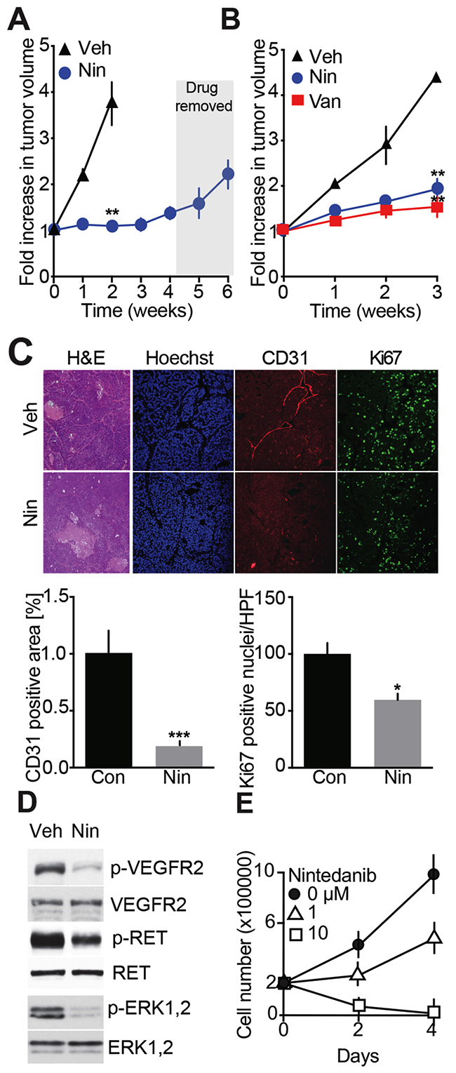 Evaluation of Nintedanib anti-MTC tumor and cell anti-proliferation effects.