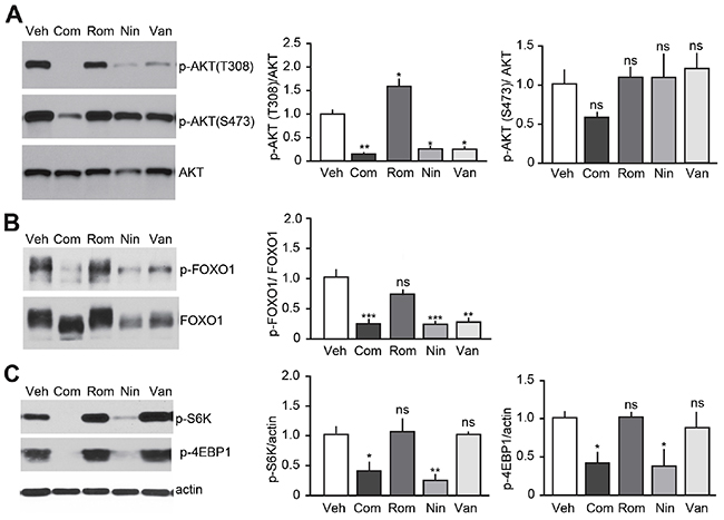 Effect of TKI-based therapies on the PI3K/AKT pathway.