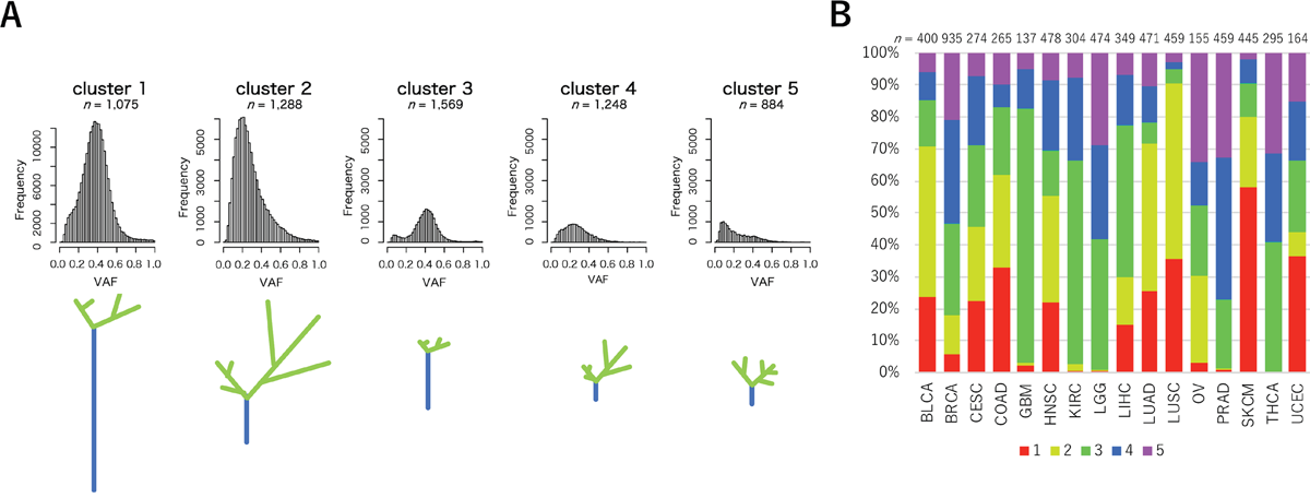 VAF distributions of the five clusters and sample frequencies among 16 cancer types.