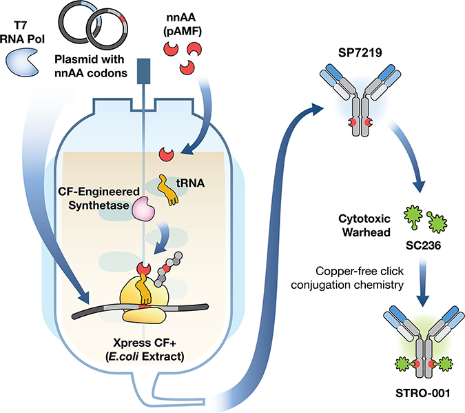 Generation of the CD74-targeting lead antibody and a novel, specific and homogeneous ADC, STRO-001.