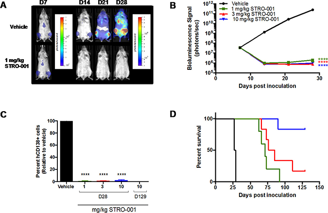 Antitumor activity of STRO-001 on MM.1s model assessed with bioluminescence imaging.