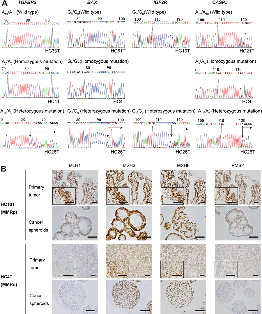 DNA sequencing analysis of some MMR-target coding mononucleotide repeats, and IHC for MMR proteins in primary colorectal cancer tissues or spheroid samples in MSI-H and MSI-L/MSS colorectal cancer cases.