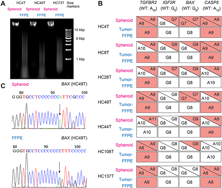 Comparison of cancer spheroid- and FFPE tumor-derived DNA samples in sequence analysis of MMR-target coding mononucleotide repeats.