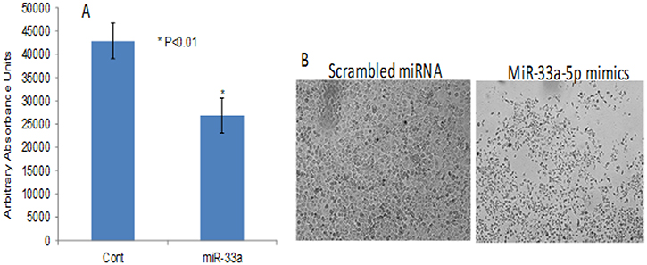 MiR-33a-5p over-expression reduces lung cancer cell proliferation and colony formation.