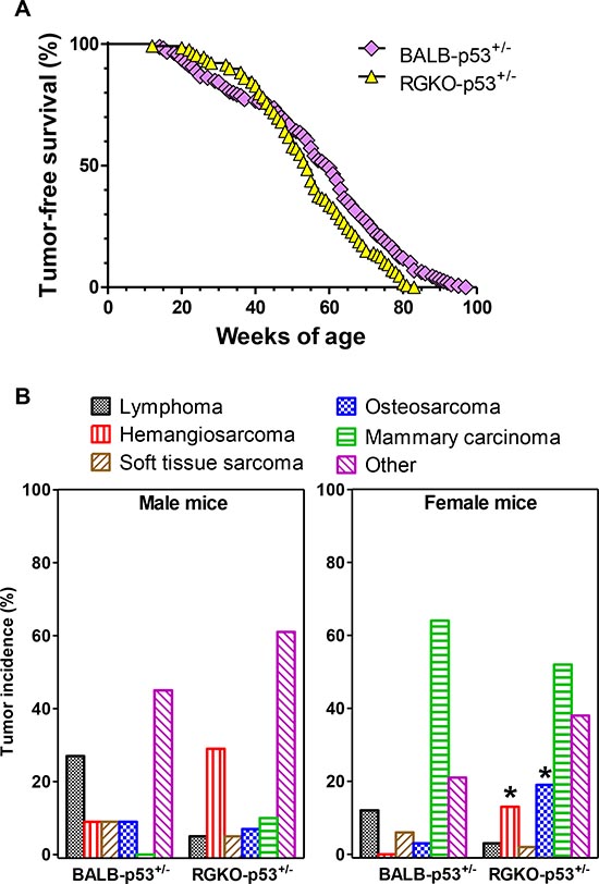 Tumor-free survival rate and tumor histotype incidence in heterozygous p53 mice.