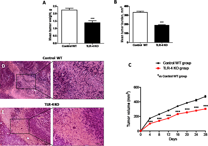 Effects of TLR-4 on tumor growth.