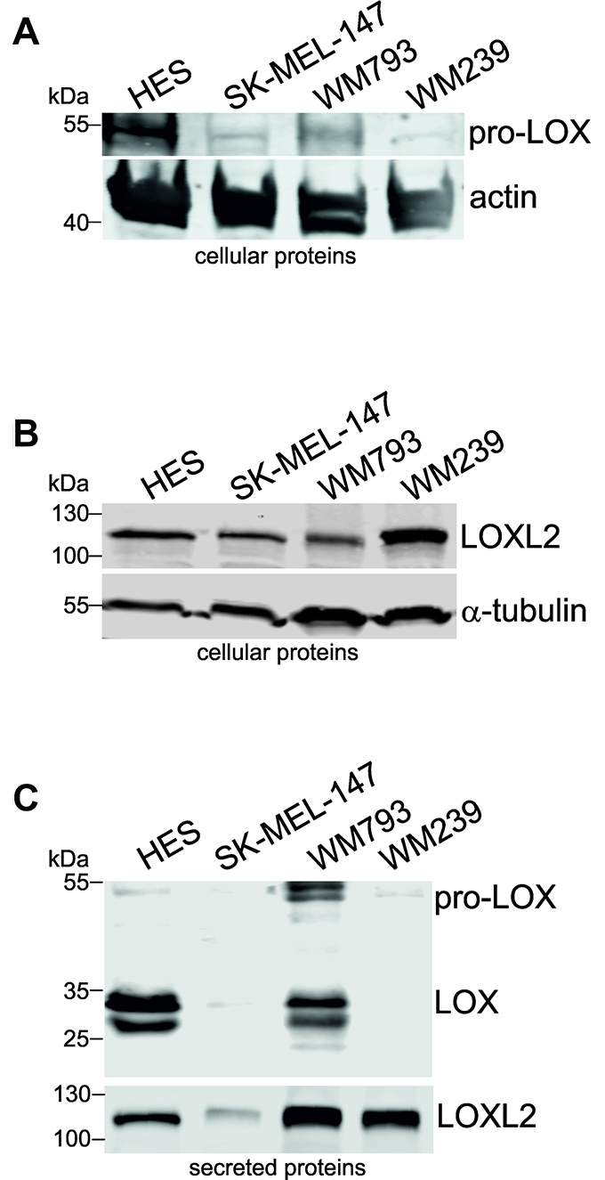 Protein expression levels of LOX and LOXL2 in human fibroblasts and melanoma cell lines.