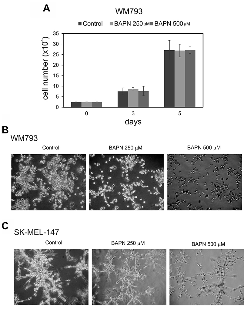 Effects of LOX inhibitor &#x03B2;-aminopropionitrile (BAPN) on the proliferation and invasive growth of melanoma cells.