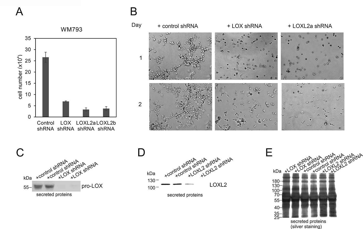 Effects of LOX- and LOXL2- knockdowns on the proliferation and invasive growth of WM793 melanoma cells.