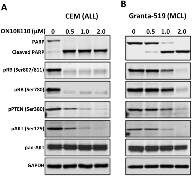 Inhibition of CK2/CDK4 mediated signaling by ON108110.