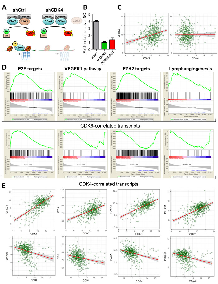 Figure 6: CDK4 levels dictate the transcriptional function of CDK6.