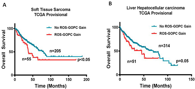 Gain in ROS1 and GOPC copy number is associated with poor overall survival.