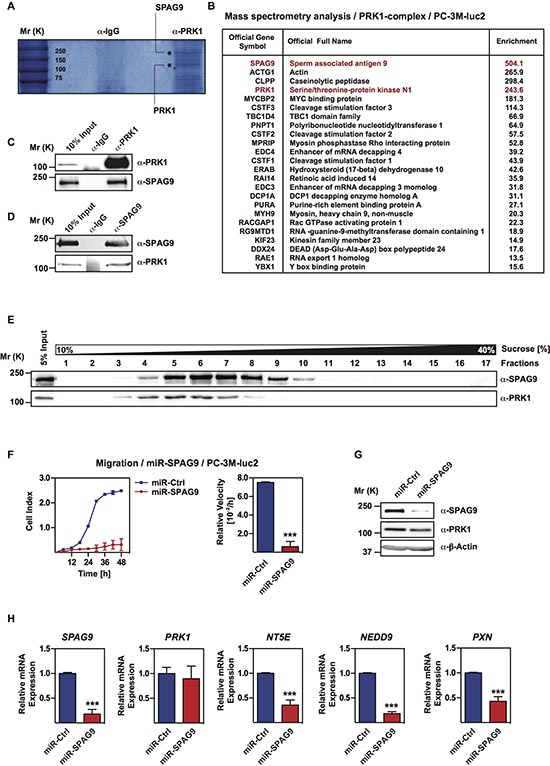 PRK1 associates with SPAG9 in PC-3M-luc2 cells.