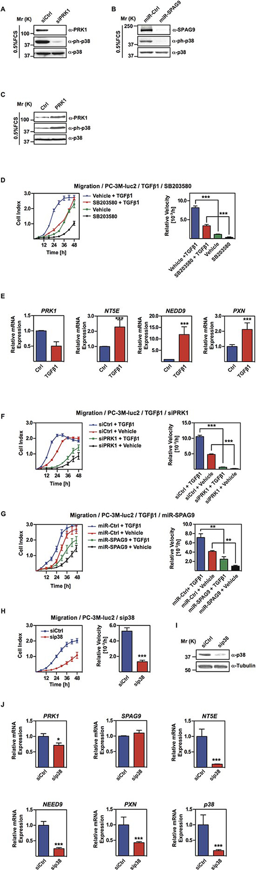 PRK1 and SPAG9 determine phosphorylation status of p38.