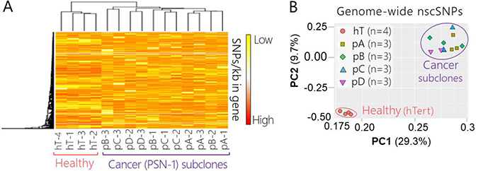 Genome-wide nscSNP Analysis PSN-1 subclones and healthy control cells.