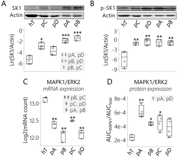 SK1 expression and/or ERK2-mediated phosphorylation was increased in pancreatic cancer subclones relative to healthy control cells.