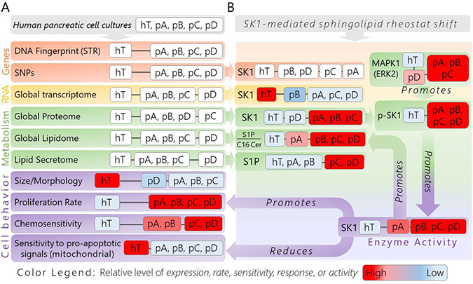 Divergence tree of genotypic and phenotypic analyses of isolated pancreatic cancer subcultures (pA, pB, pC, pD) and healthy control cells (hT) revealing nongenetic heterogeneity and a conserved, pro-cancer sphingolipid metabolic pathway mediated by SK1.