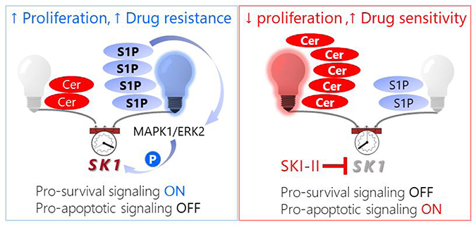Schematic model of pro-survival S1P signaling in pancreatic cancer cells (left) followed by a shift in the sphingolipid rheostat toward C16 Cer-driven pro-apoptotic signaling induced by SKI-II treatment (right).