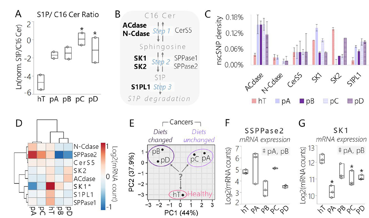 Data derived from lipidomics and RNA-Seq assays suggest a conserved shift in signaling sphingolipid metabolism in pancreatic cancer subclones relative to the healthy control driven in part by SK1.