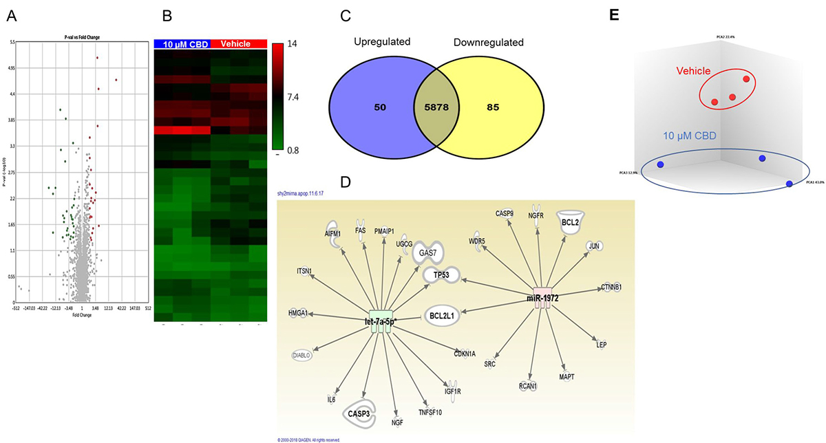 miRNA profile in SH SY5Y neuroblastoma cells following CBD treatment.