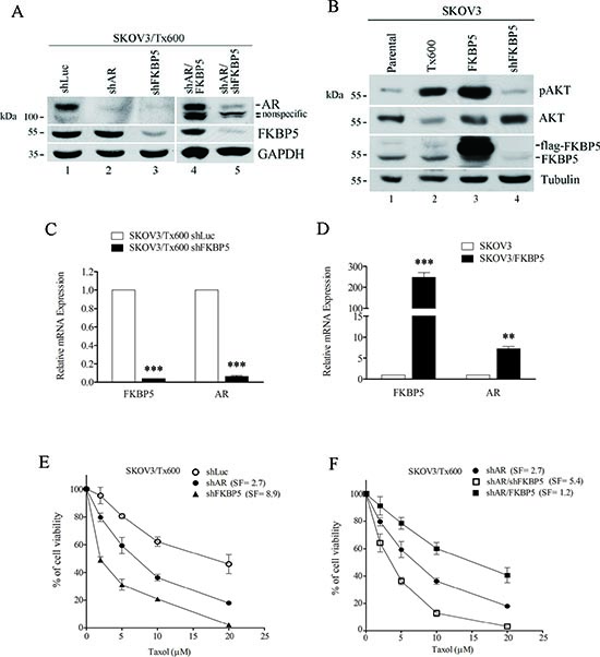 FKBP5-regulated AR levels are associated with taxol sensitivity.