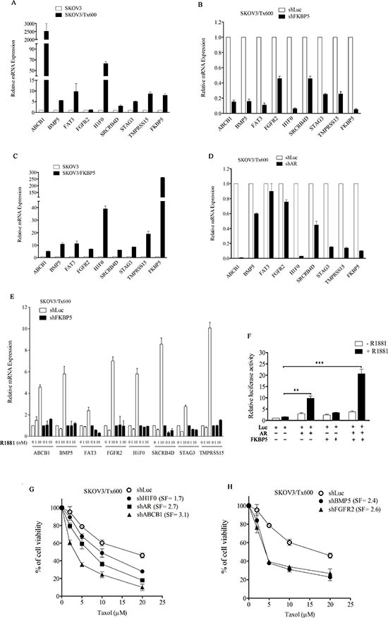 Co-regulation of txr genes by FKBP5 and AR.