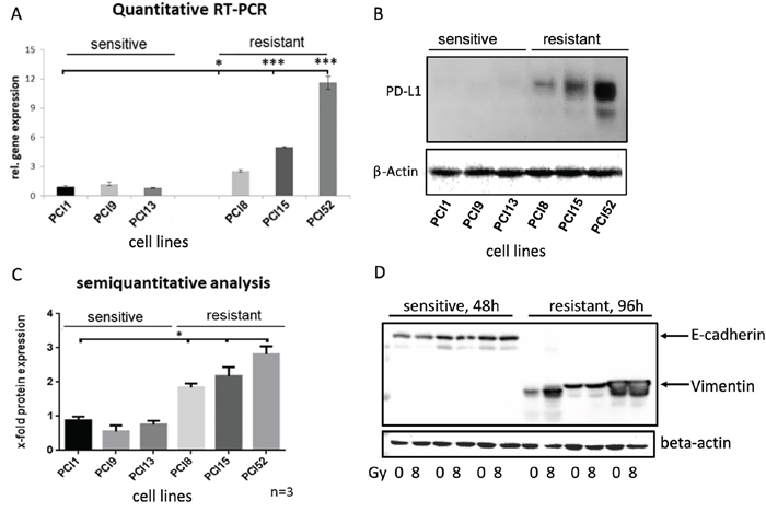Differential PD-L1 protein expression in HNSCC cell lines with different radiosensitivity.