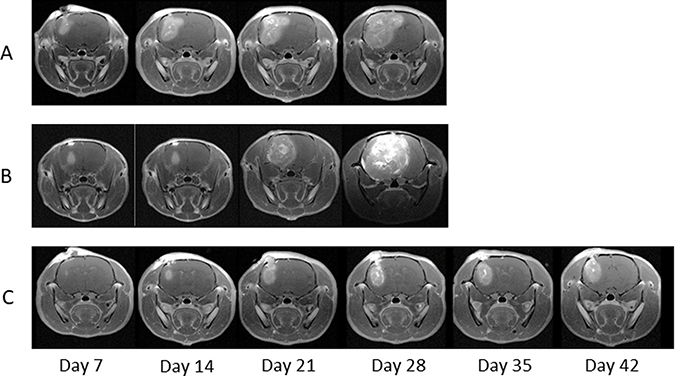 Magnetic resonance imaging (MRI) of the treated rats.