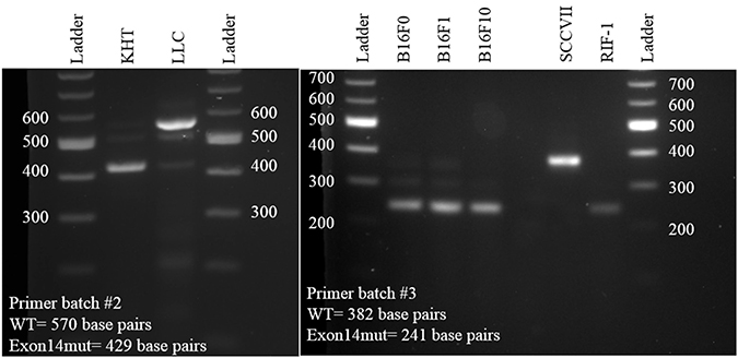 Determination of c-Met exon 14 mutation status for the three murine cell lines examined in Figure 3 (KHT, SCCVII, and RIF-1).