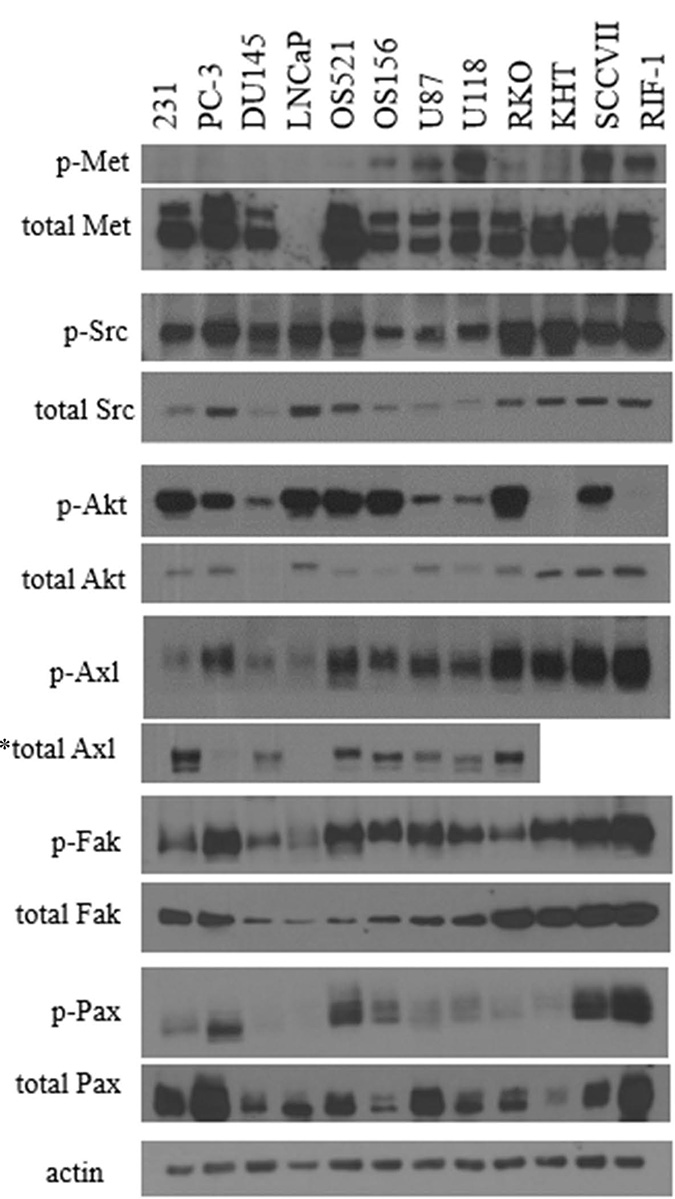 Comparison of phosphorylated and total protein between tumor cell lines.