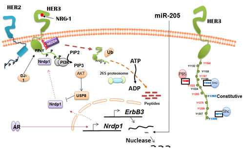 Regulation of HER3 expression and function.