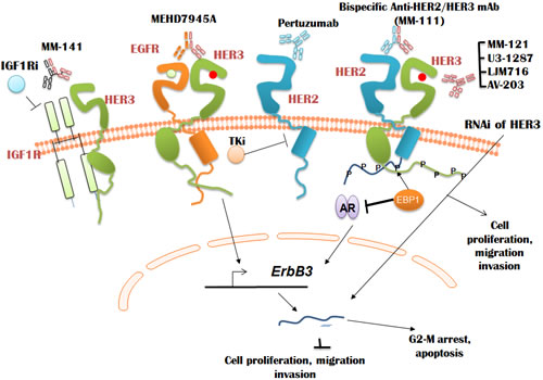 Regulation of HER3 expression and signaling using antibodies and tyrosine kinase inhibitors.