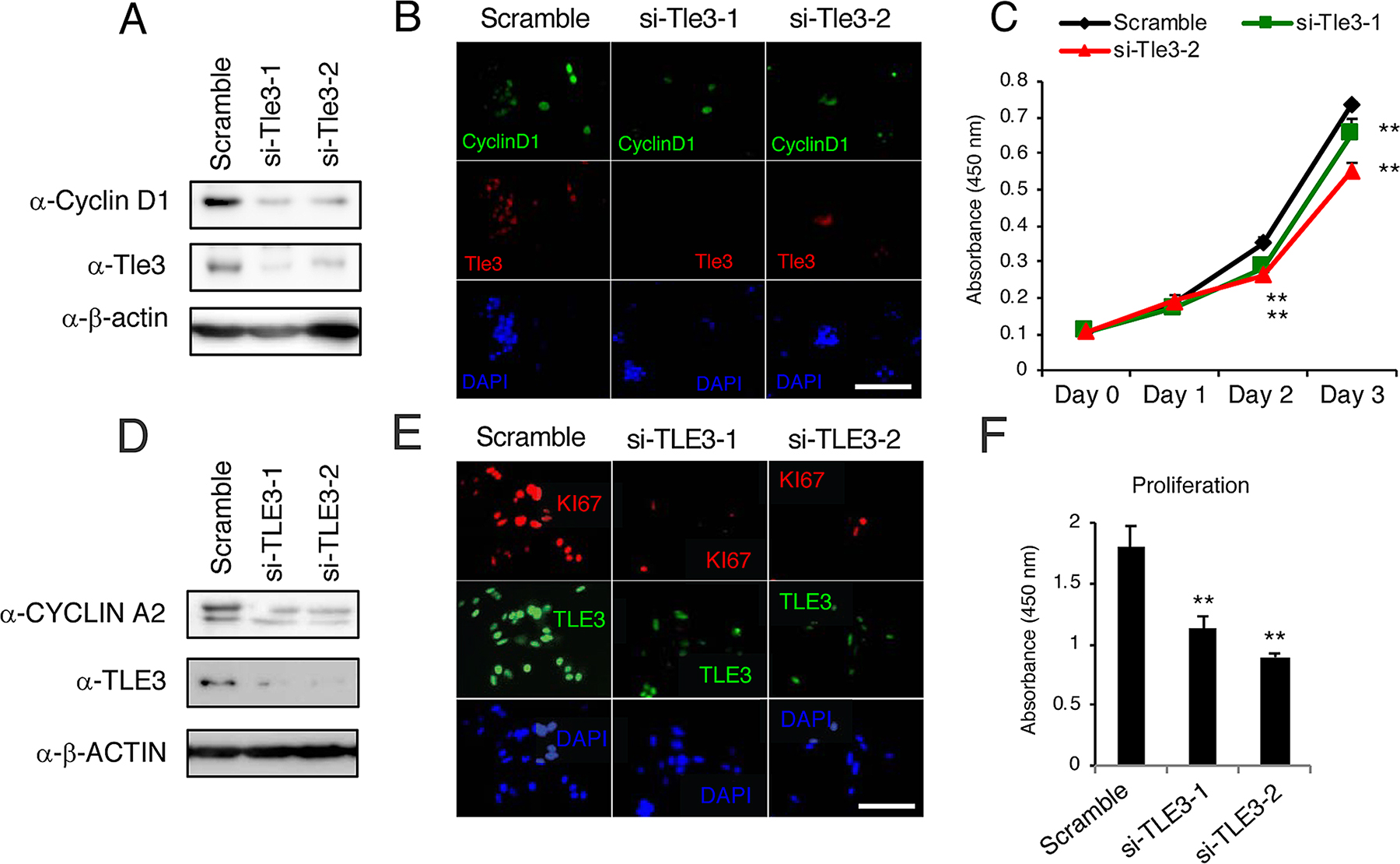 Knockdown of Tle3 (TLE3) in melanoma cells decreases proliferation.