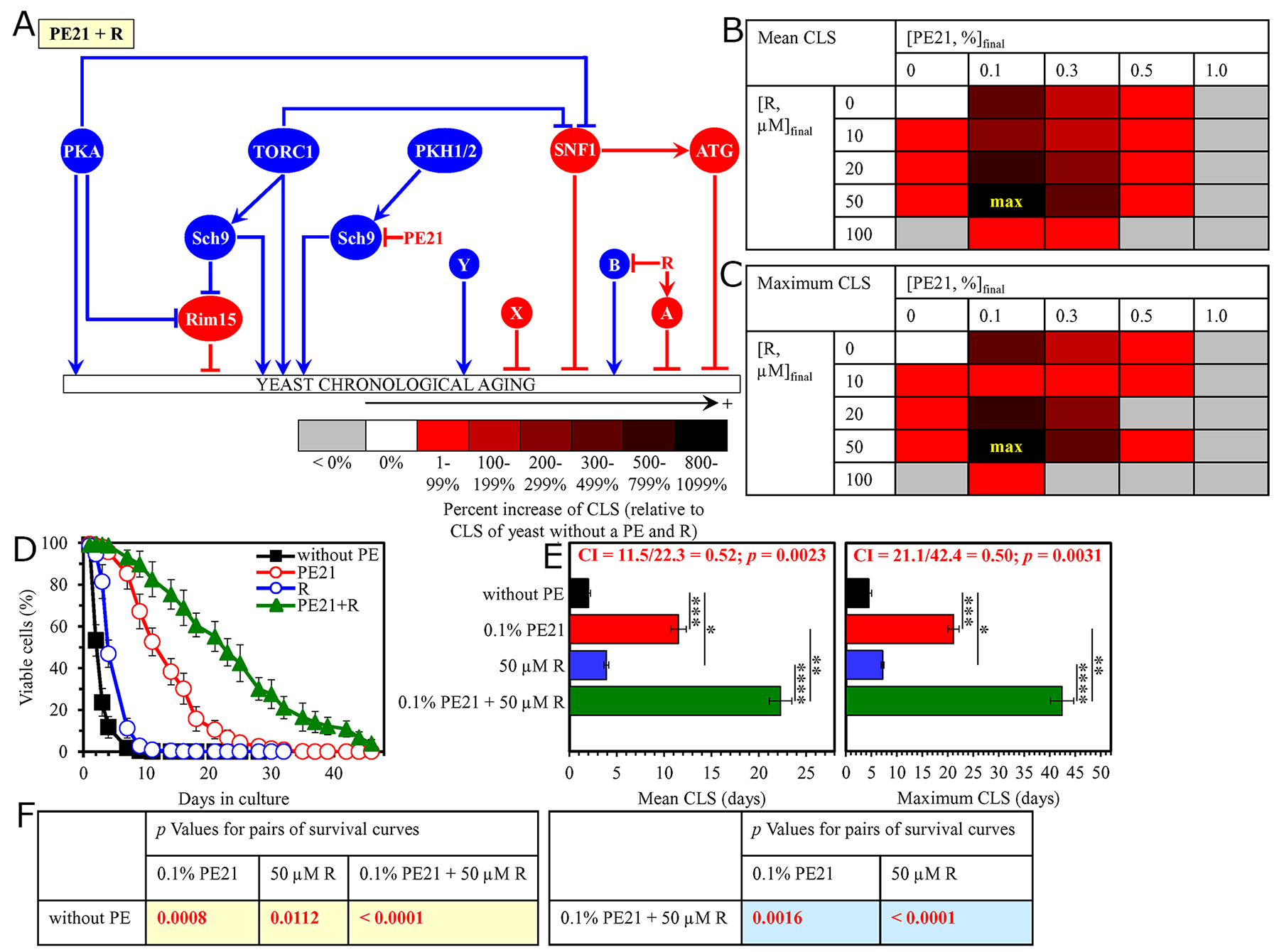 The longevity-extending efficiency of a mixture of 0.1% PE21 and 50 &#x03BC;M resveratrol (R) statistically significantly exceeds those of PE21 and R, which were used at the optimal concentration of 0.1% or 50 &#x03BC;M (respectively).