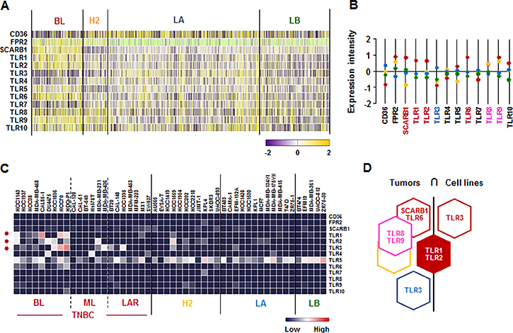 SAA receptor and TLR family signatures in BC tissues and cell lines.