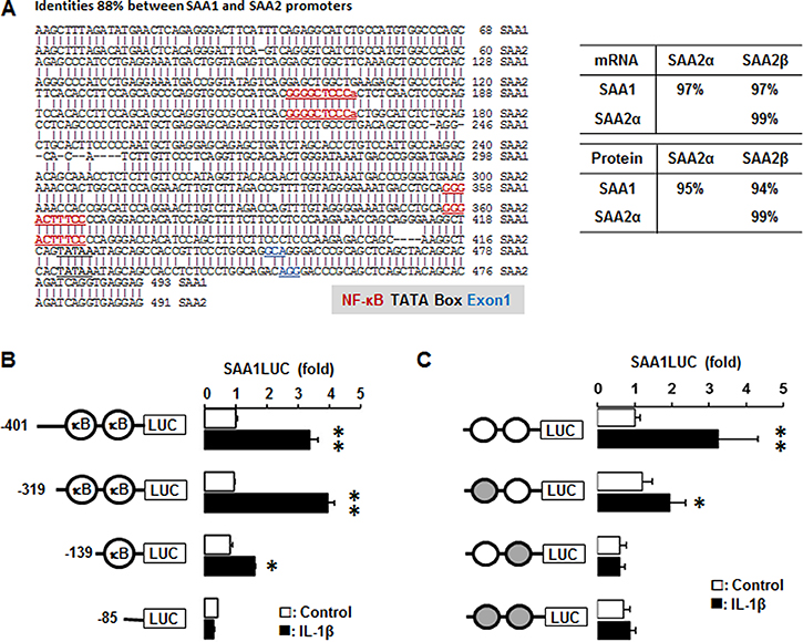 IL-1&#x03B2; increases human SAA1 promoter activity via NF-&#x03BA;B signaling.