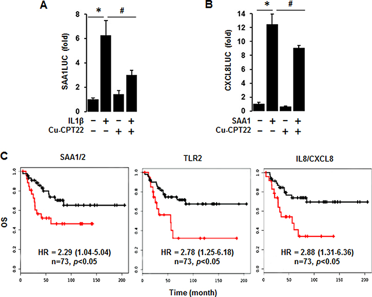 Abrogated effects of Cu-CPT22, a TLR1/2 inhibitor, on IL-1&#x03B2;-induced SAA1 and SAA1-induced CXCL8 promoter activities and overall survival (OS) of SAA1/2, TLR2 and CXCL8 expression levels.
