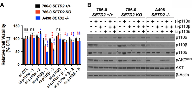 Genetic inhibition of PI3K p110&#x03B2; with siRNA reduces viability of SETD2 deficient ccRCC-derived cells.