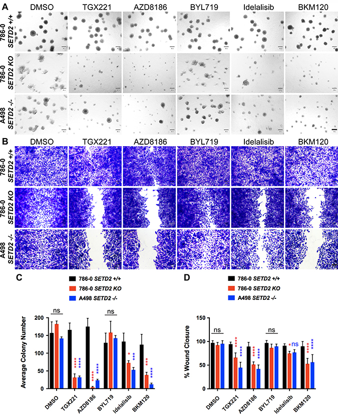 PI3K&#x03B2;-specific inhibitors TGX221 and AZD8186 abrogate spheroid formation and cell migration in SETD2 deficient ccRCC-derived cells.