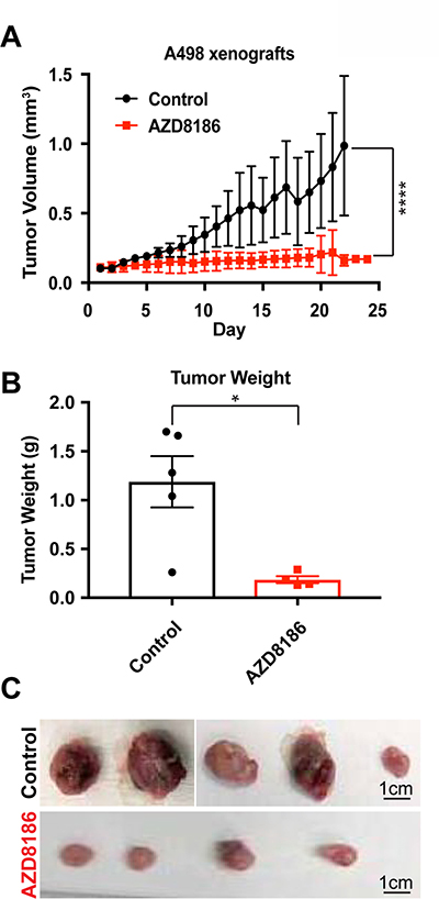 PI3K&#x03B2;-specific inhibitor AZD8186 hinders SETD2-deficient tumors in vivo.
