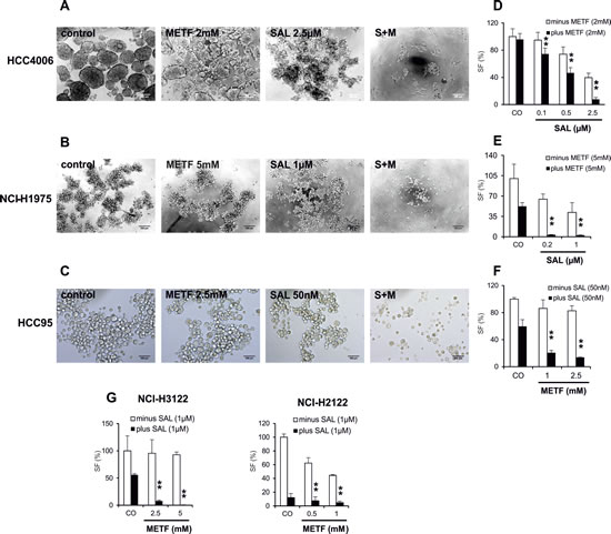 METF and SAL inhibit sphere formation of the NSCLC cells.