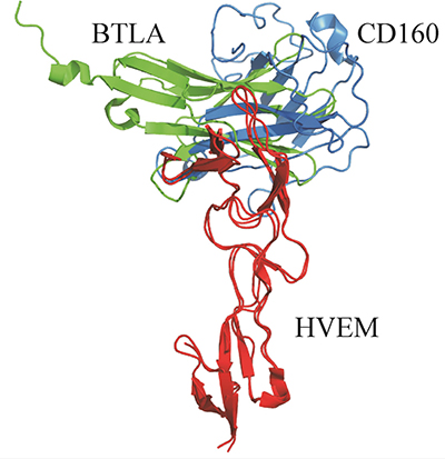 Comparison between the theoretical structure of the CD160 (blue)&#x2013;HVEM (red) complex (UNRES model) with the crystal structure of BTLA (green)&#x2013;HVEM (red) complex (PDB code:2AW2).