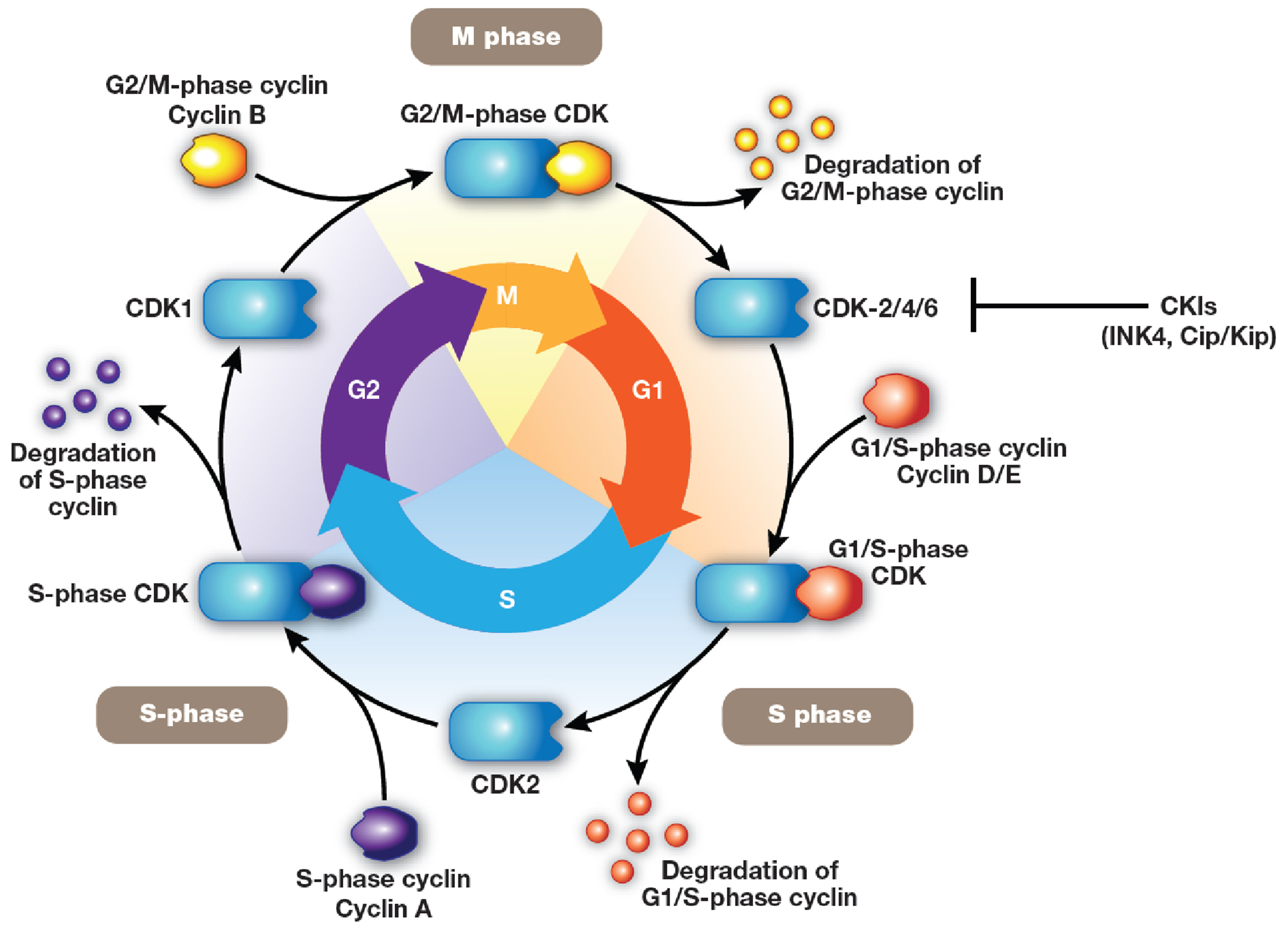 Cell cycle.