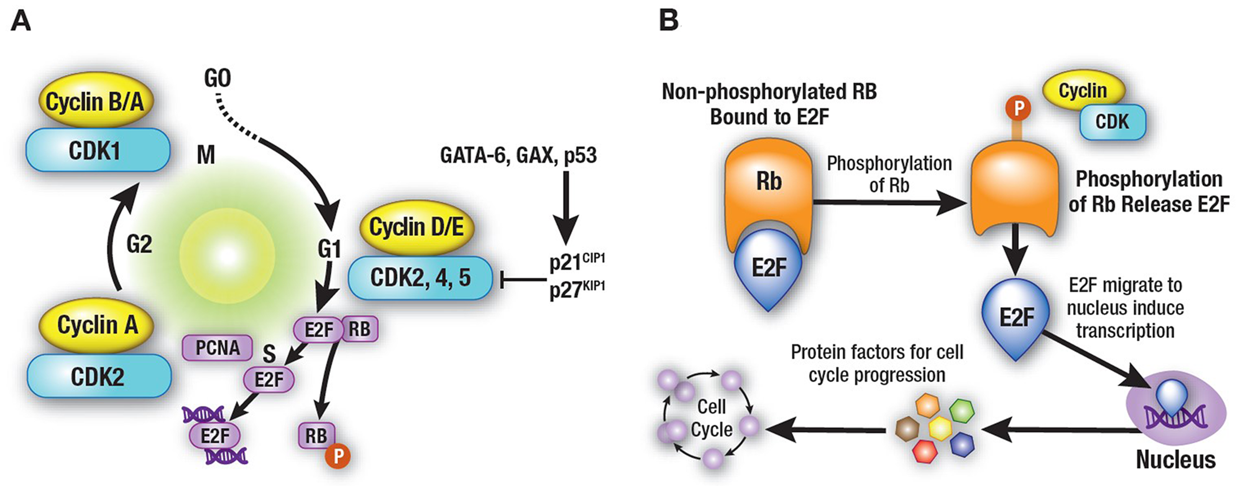 Cell-cycle regulatory proteins.